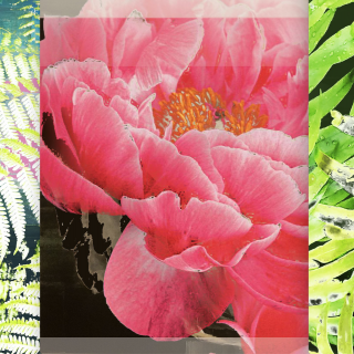 D.Paul DeRouen: No Flower Grows Unseen (Botanical Candy Series)